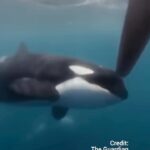 Rae Wynn-Grant Instagram – Why are Orca’s attacking boats all of a sudden? #orcas #orcawhale #boats #iberia #spain #ocean #climate #nature #wildlife