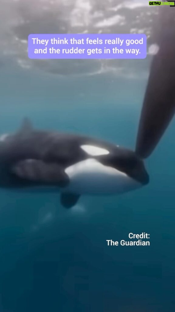Rae Wynn-Grant Instagram - Why are Orca’s attacking boats all of a sudden? #orcas #orcawhale #boats #iberia #spain #ocean #climate #nature #wildlife
