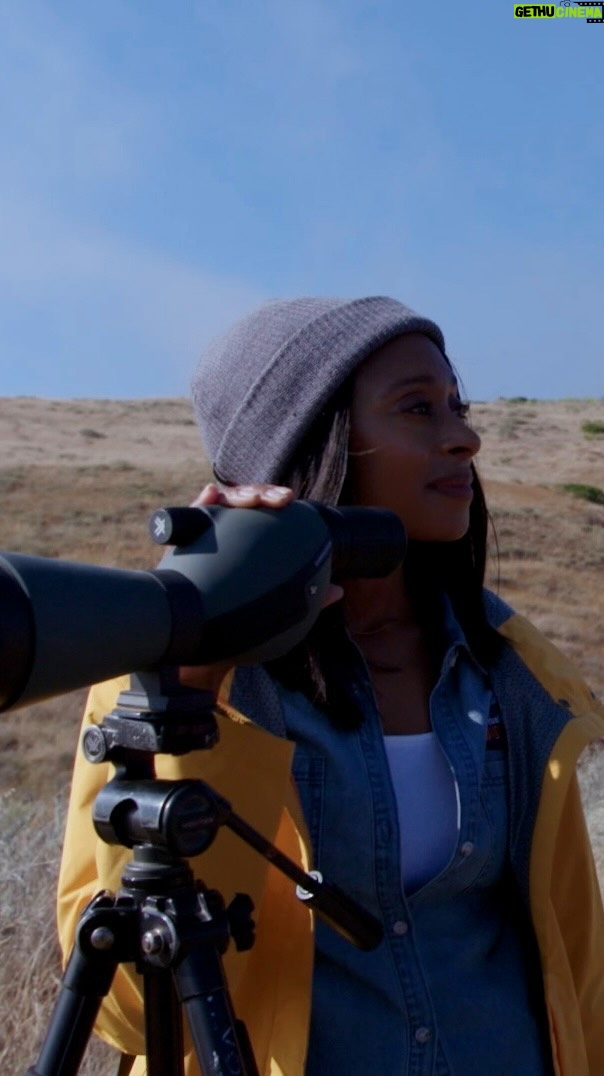 Rae Wynn-Grant Instagram - The island fox as a species has made an incredible comeback, but it wouldn’t have happened without the hard work of conservationists. A small change in environment can throw off a whole ecosystem. Biologists have worked over the past few decades to restore the Channel Islands to their natural state, including the reintroduction of the native bald eagle. Learn more about this inspiring conservation story, this weekend on Mutual of Omaha’s Wild Kingdom Protecting the Wild. Check your local NBC listings. #wildkingdomtv #baldeagle #islandfox #channelislands #conservation
