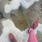 Rae Wynn-Grant Instagram – This week’s highlights: dinosaur footprints, canned smoked fish, African wildlife, bear news Dinasour Valley