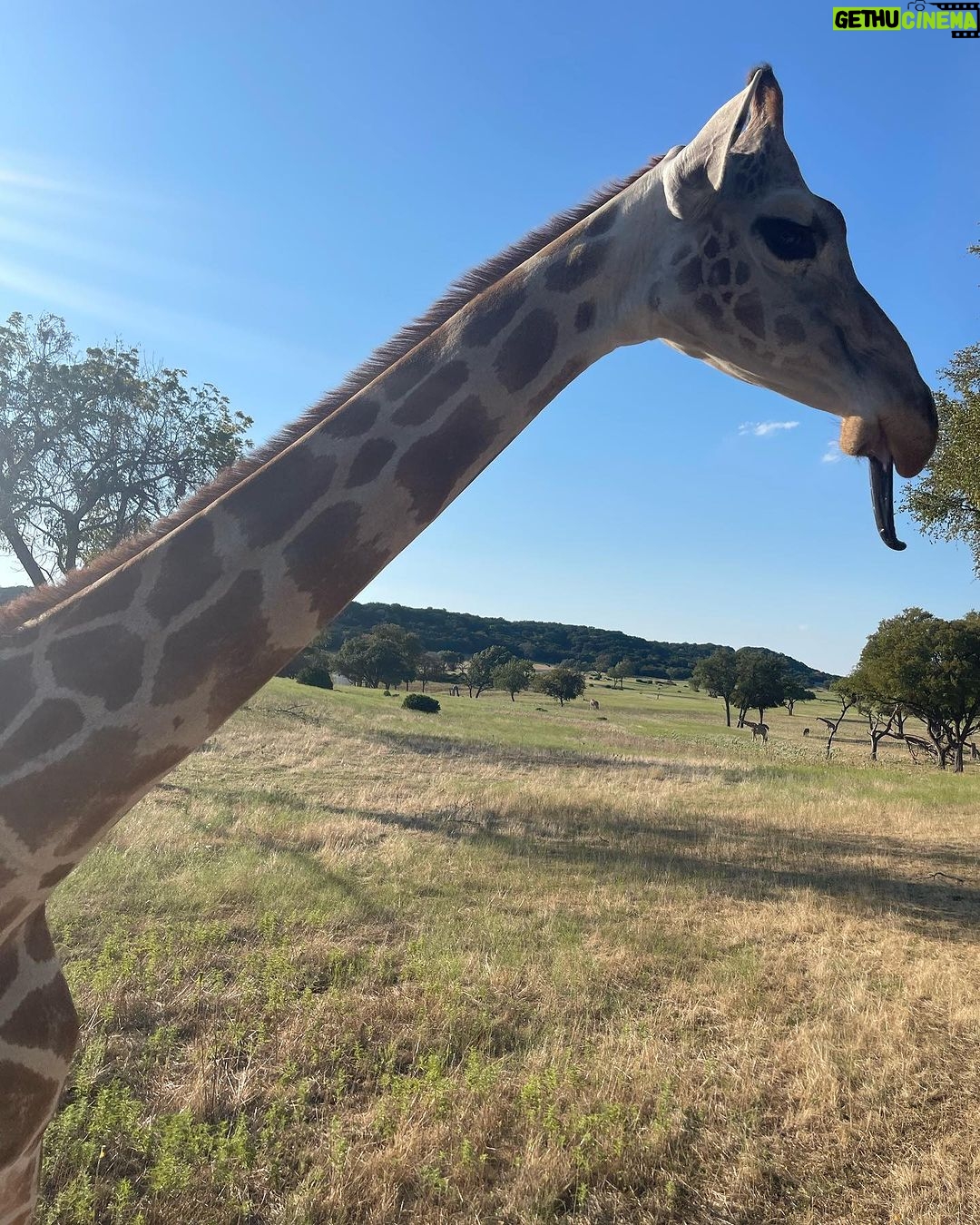 Rae Wynn-Grant Instagram - This week’s highlights: dinosaur footprints, canned smoked fish, African wildlife, bear news Dinasour Valley
