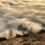 Rainer Dawn Instagram - Golden days Scotts Valley, California