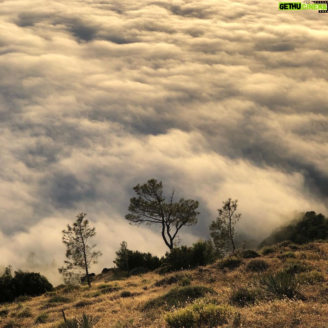 Rainer Dawn Instagram - Golden days Scotts Valley, California