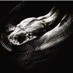 Randy Orton Instagram – SSS….