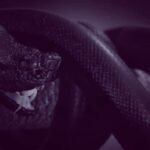 Randy Orton Instagram – It’s FINALLY happening!!! Can you guess what it is? 🐍