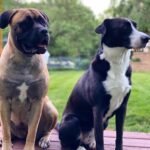 Randy Orton Instagram - My dawgs