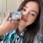 Ranty Maria Instagram - my blue baby Rudolf. (paruhnya belum di trim hihi)