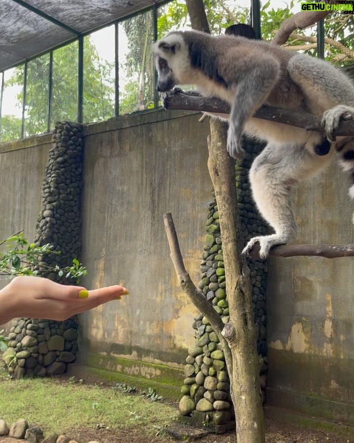 Ranty Maria Instagram - todays zoo dump💙🤍💙🤍 BALI ZOO