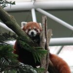 Raynold Tan Instagram - How cute is that red panda 🐼