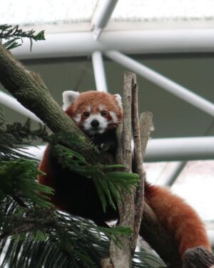 Raynold Tan Instagram - How cute is that red panda 🐼