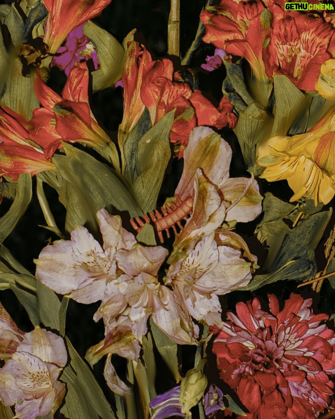 Rebecca Flint Instagram - BEFORE & AFTER: Creating an Old Masters’ floral still life arrangement 🐛 Wow! I really tried my hardest with this but let me tell you, it was kind of difficult to replicate the beautiful way in which these artists paint... I feel like I’m so used to editing people, but editing flowers is a completely different ball game. Would love to know your thoughts! Can you name any of these flowers?💐 P.S. ZOOM IN for bugs! 🐜🐞 #springbulbsurprises #flowersoflondon #earlyspringflowers #springgardening #springbulbs #grownnotflown #botanicalphotography #arthistory101 #freshflowerarrangement #17thcenturyart #arrangementflower #classicalpainting #bouquetoftheday #floralstyling #floristry #17thcentury #historyofart #artofdetails #classicalartdetails #natureartdetails #artcloseup #cottagefairy #wherefairiesdwell #theheartofslowliving #asecondofwhimsey #thatvelvetfeeling #meadowcore #gardencore #quietchaotics #floweraesthetic National Gallery