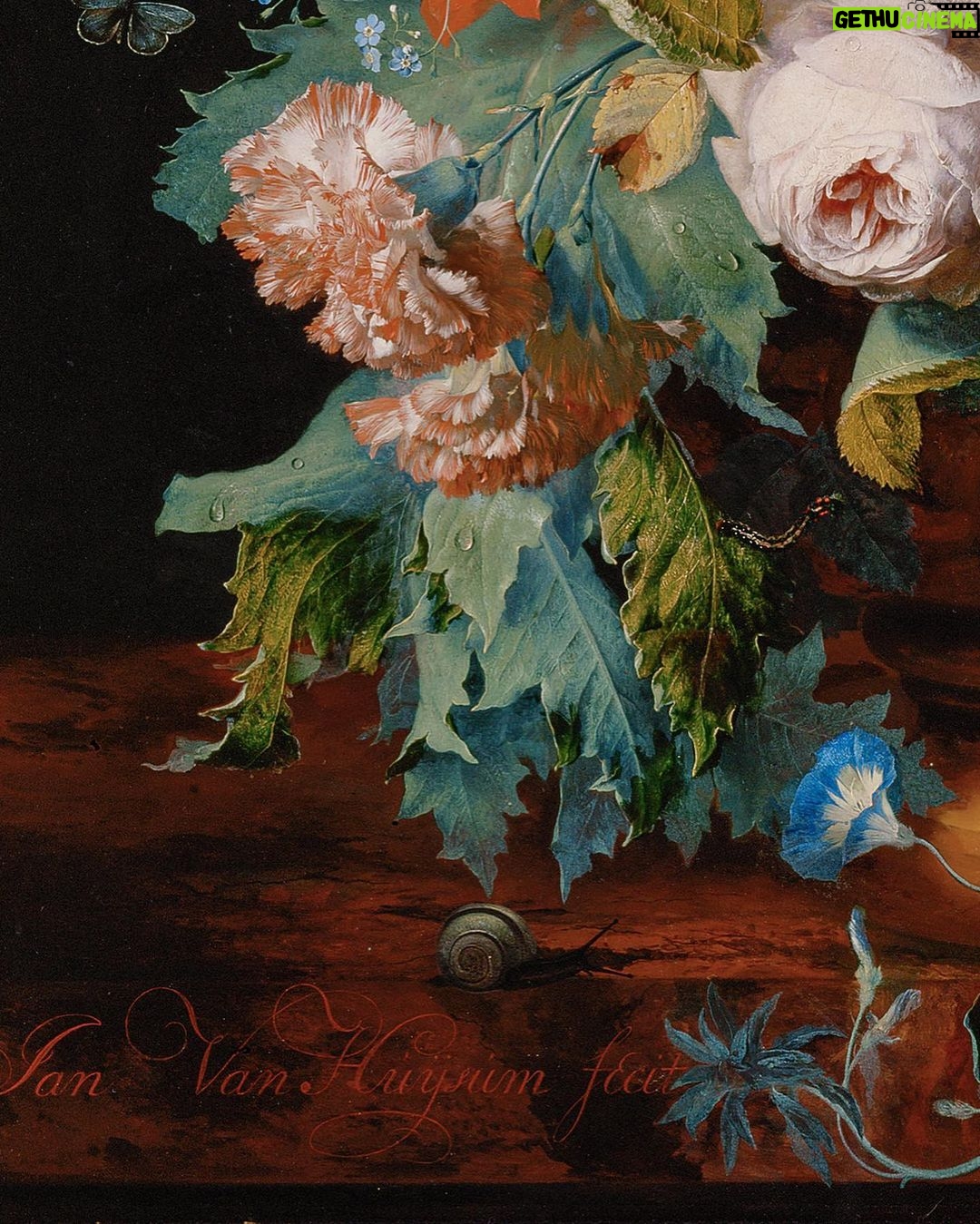 Rebecca Flint Instagram - It’s all about the details 🔍 if you walk past, you may miss it. But stand and stay for a while, and you start to notice little creatures dwelling between the flowers. Is that a beautiful leaf, or a butterfly’s wing? These captivating details continue to draw the viewer in. Still life paintings from the mid-millennium captured the beauties of the natural world, and all its creatures, and looking deeper still, it’s further intriguing to imagine the meanings these insects could convey. A butterfly, freed from her cocoon, represents one beautiful yet sorrowful stage of the divine cycle of life - and meanwhile, the caterpillar, another, more hardy and earthen, less beautiful, but closer to birth than death. Spiders, symbolic of fear and sorrow, creep across the painted pages too, along with beetles (great jewels of nature). One thing’s for certain - a snail is certainly slow enough to make an excellent subject for still life. 🦋 #artdetails #classicalartdetails #natureartdetails #artcloseup #closeuppainting #fineartdetail #arthistory #historyofart #historyart #arthistory101 #artandhistory #arthistorynerd #classicalpainting #freshflowerarrangement #arrangementflower #17thcenturyart #17thcentury #flowerstilllife #painterly #botanicaldaydreams #dutchstilllife #janvanhuysum #rachelruysch #mariavanoosterwijck #1600sart #1600s #tulipmania #floralfriday #snails #gastropod National Gallery