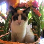 Rebecca Romijn Instagram - Guess we’ll clean up Easter tomorrow. Someone’s bonded with this basket