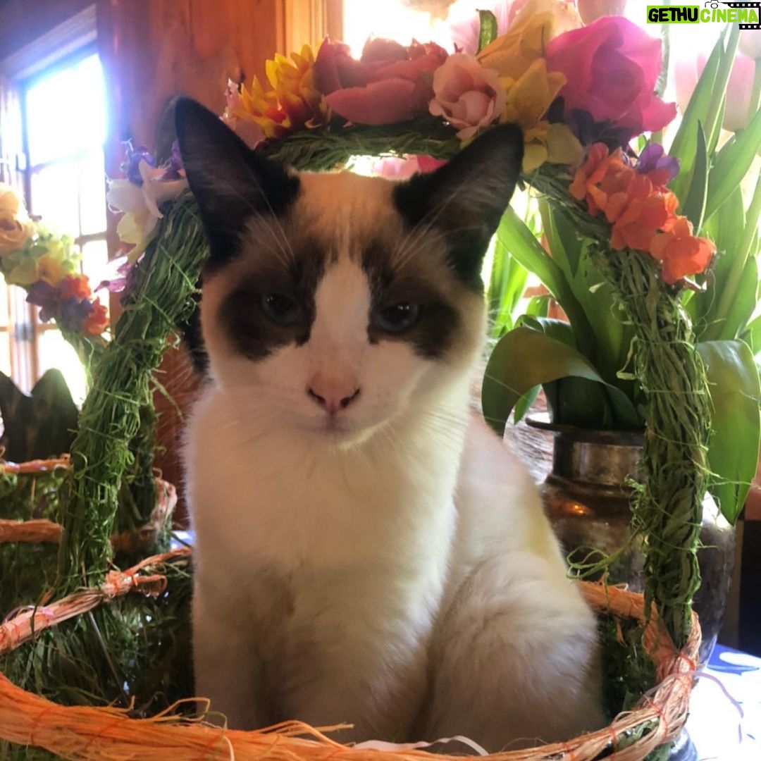 Rebecca Romijn Instagram - Guess we’ll clean up Easter tomorrow. Someone’s bonded with this basket