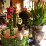 Rebecca Romijn Instagram – Happy Easter from Fonzy!