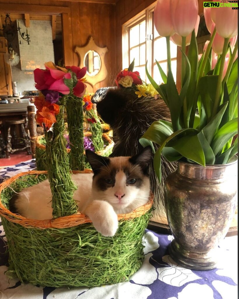 Rebecca Romijn Instagram - Happy Easter from Fonzy!