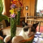 Rebecca Romijn Instagram - Guess we’ll clean up Easter tomorrow. Someone’s bonded with this basket