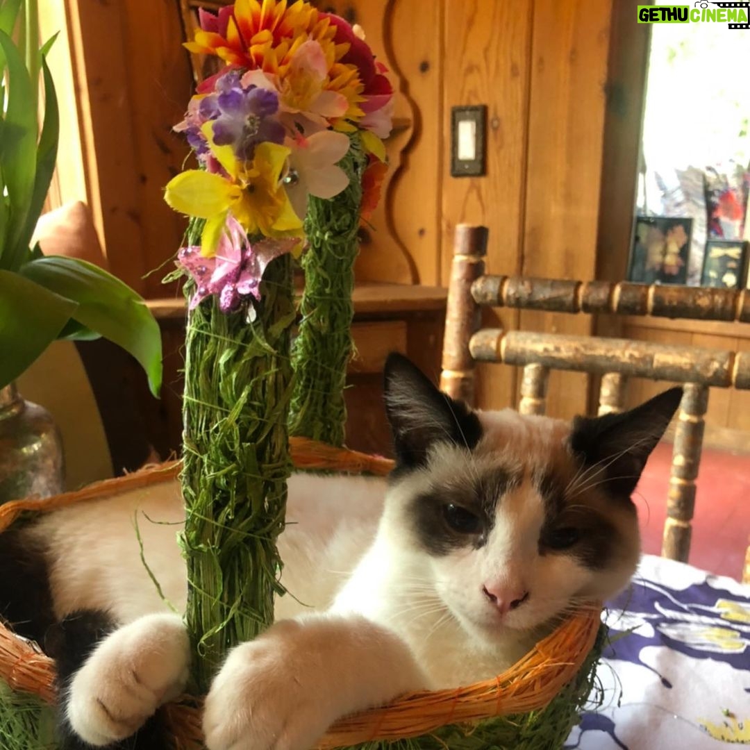 Rebecca Romijn Instagram - Guess we’ll clean up Easter tomorrow. Someone’s bonded with this basket