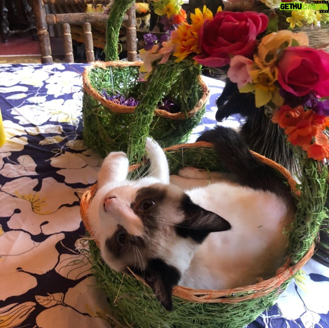Rebecca Romijn Instagram - Guess we’ll clean up Easter tomorrow. Someone’s bonded with this basket