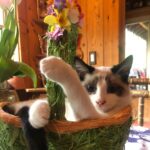 Rebecca Romijn Instagram - Guess we’ll clean up Easter tomorrow. Someone’s bonded with this basket