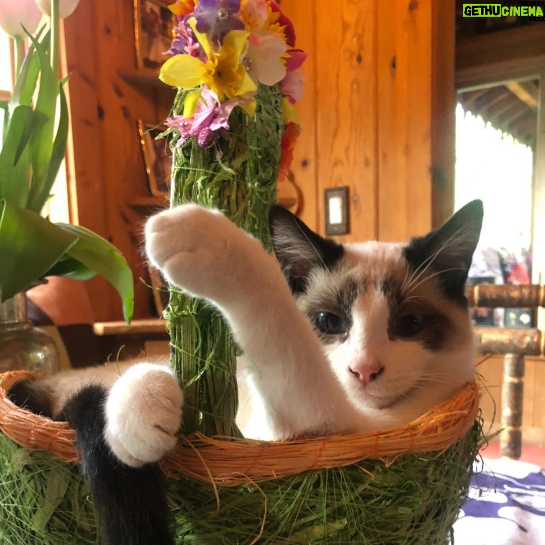 Rebecca Romijn Instagram - Guess we’ll clean up Easter tomorrow. Someone’s bonded with this basket