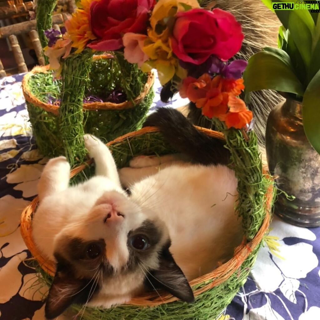 Rebecca Romijn Instagram - Guess we’ll clean up Easter tomorrow. Someone’s bonded with this basket