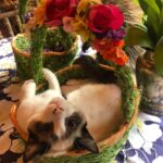 Rebecca Romijn Instagram - Guess we’ll clean up Easter tomorrow. Someone’s bonded with this basket