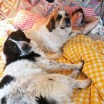 Rebecca Romijn Instagram - Man, things got crazy on #internationaldogday