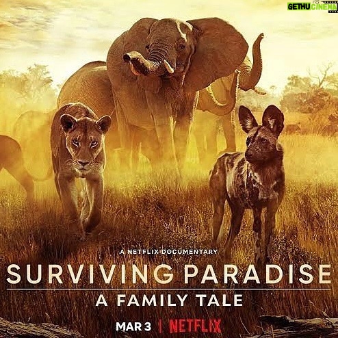 Regé-Jean Page Instagram - It’s a great day to get into nature 🍁 My wildlife documentary: SURVIVING PARADISE is out on @Netflix today - hope you enjoy it! 🌍🎥 @freeborneimpact
