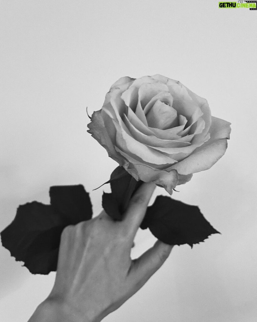 Reika Kirishima Instagram - ❤︎❤︎❤︎ クランクアップで頂いた薔薇🌹 良い香りでホッと静かな時間。 #pinkroses #feelgood#quiettime