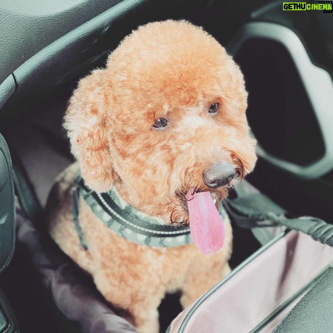 Renato Novara Instagram - Auguri a questo signorino qui!!! Cento di questi Spritz!!! ❤️❤️❤️#giornatamondialedelcane #dog #spritz #barboncino #puppy #poodle #caniche