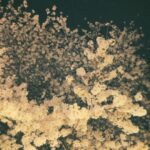 Reo Kurachi Instagram - 夜桜🌸