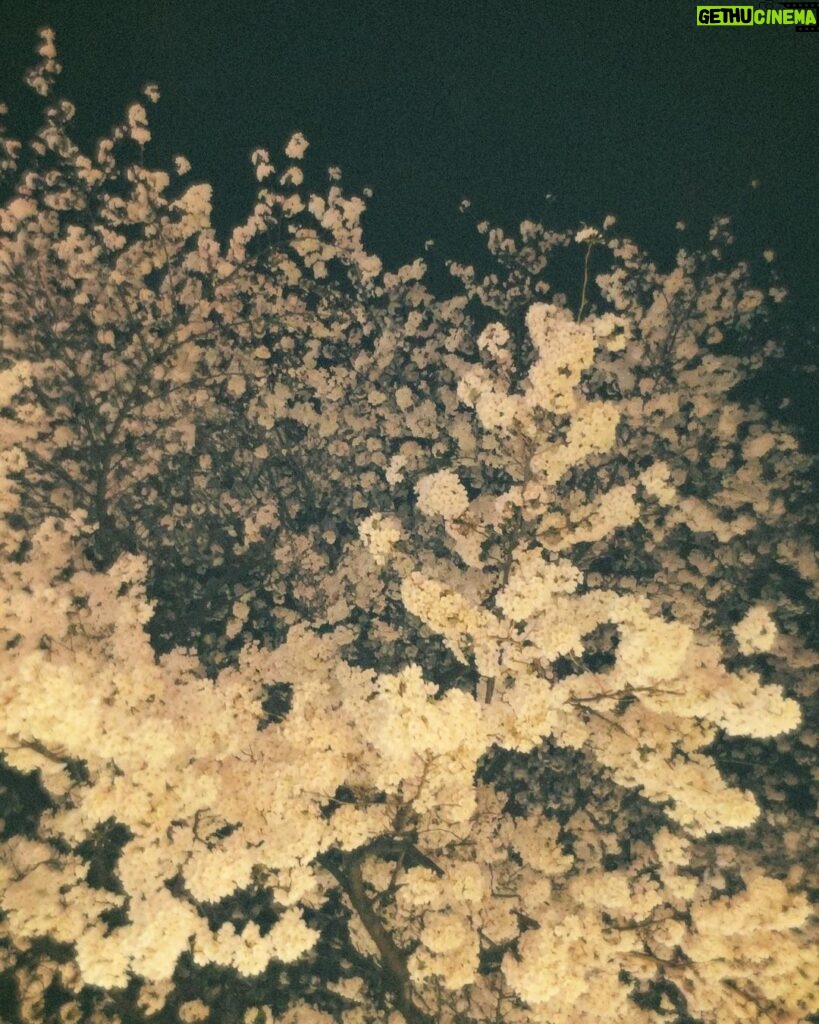 Reo Kurachi Instagram - 夜桜🌸