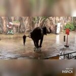 Reza Attaran Instagram -