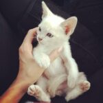 Rhiannon Fish Instagram - Meet Manson.