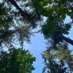 Rhinnan Payne Instagram - ✨🌿Look Up🌿✨
