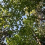 Rhinnan Payne Instagram - ✨🌿Look Up🌿✨