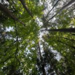 Rhinnan Payne Instagram - ✨🌿Look Up🌿✨