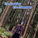 Rhinnan Payne Instagram - I am JUST looking for pinecones. THAT’s IT! TikTok @/RivalRhi #seriously #itsnobigdeal #nbd #seriouslytho #justkidding #ohno #pinecones #watchout #rivalrhi #🎯🎯🎯 #💥💥💥