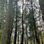 Rhinnan Payne Instagram - 🌳🌲For now, I guess🌲🌳 The Trees The Trees