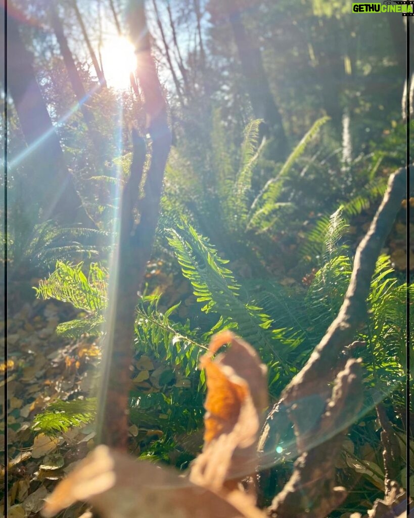 Rhinnan Payne Instagram - 🍂🌳🍂🌳🍂🌳🍂 The Trees The Trees