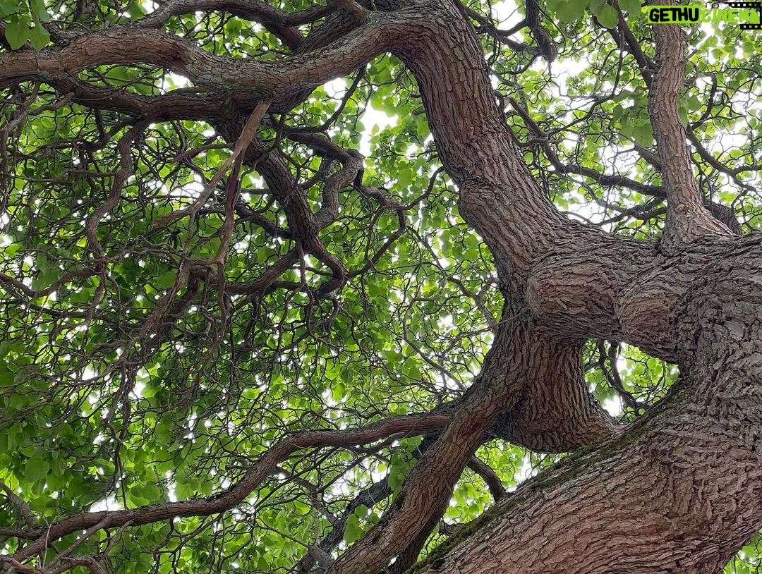 Rhinnan Payne Instagram - Out on a walk: trees, flowers, bees, ocean, rocks, breeze. Good stuff.