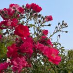 Rhinnan Payne Instagram - Out on a walk: trees, flowers, bees, ocean, rocks, breeze. Good stuff.