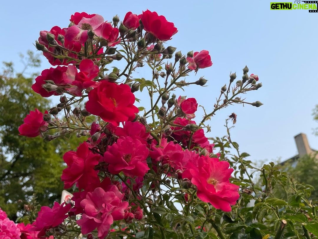 Rhinnan Payne Instagram - Out on a walk: trees, flowers, bees, ocean, rocks, breeze. Good stuff.