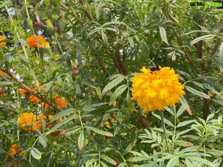 Rhinnan Payne Instagram - Out on a walk: trees, flowers, bees, ocean, rocks, breeze. Good stuff.