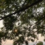 Rhinnan Payne Instagram - Out on a walk: trees, flowers, bees, ocean, rocks, breeze. Good stuff.