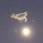 Rick Dees Instagram - The cow finally did it !