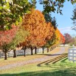 Rick Dees Instagram – Even the trees are telling me to go pay six dollars for a pumpkin latte..