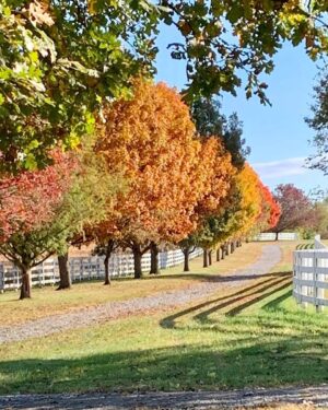 Rick Dees Instagram - Even the trees are telling me to go pay six dollars for a pumpkin latte..