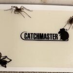 Rick Dees Instagram – Which one do you NOT want to find in your bed?…